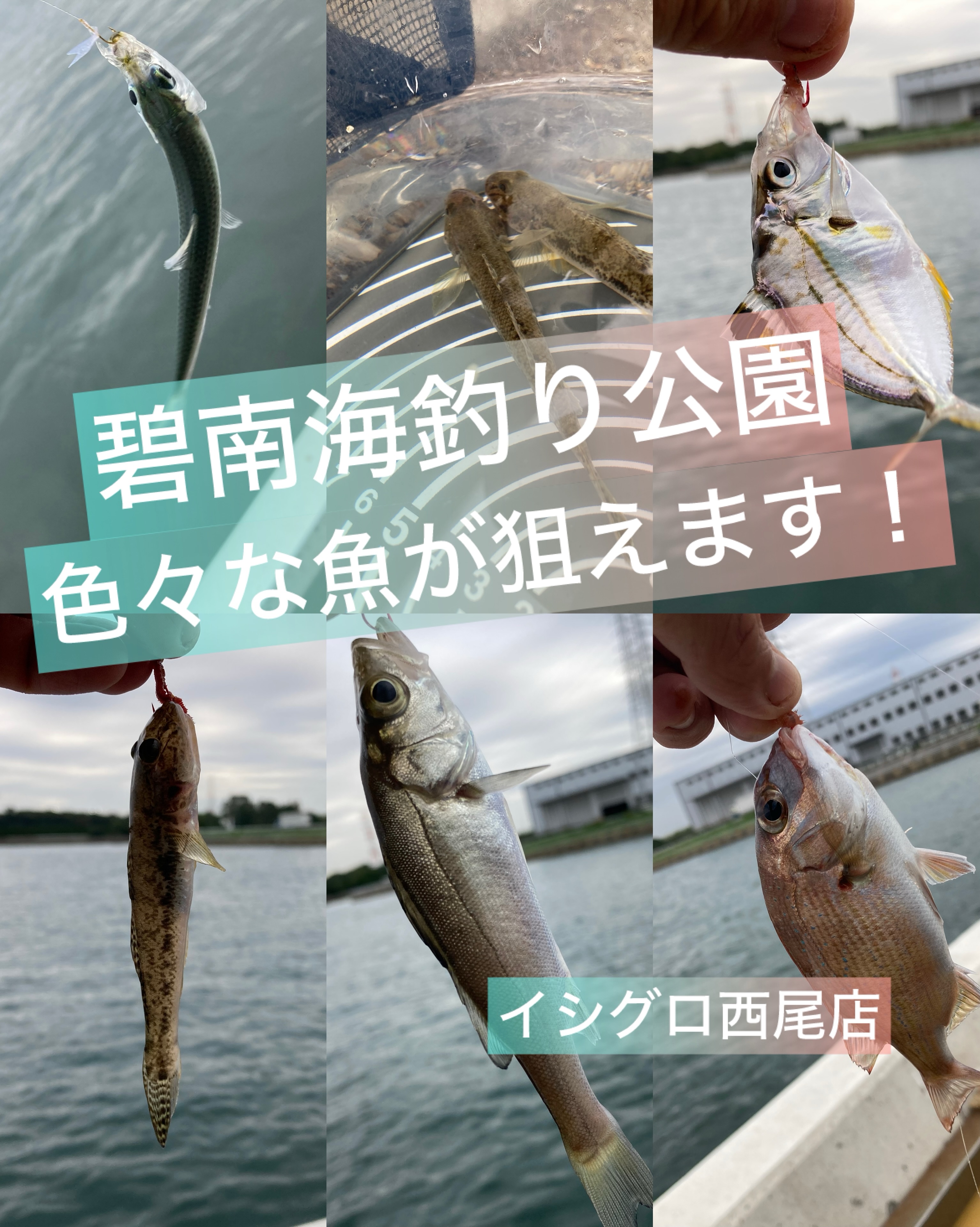 碧南海釣り公園]ちょい投げ＆サビキでいろいろな魚が釣れます