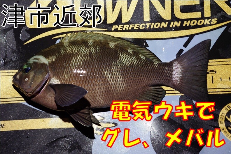 津市近郊】夜釣りでグレ、メバル釣れてます！ | 釣具のイシグロ | 釣り