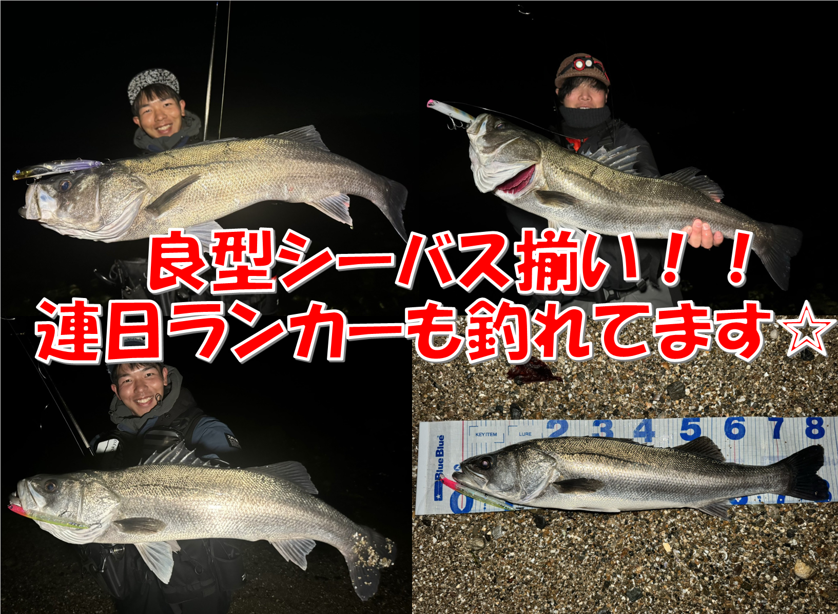 良型シーバス揃い！！ 連日ランカーも釣れてます☆ | 釣具のイシグロ