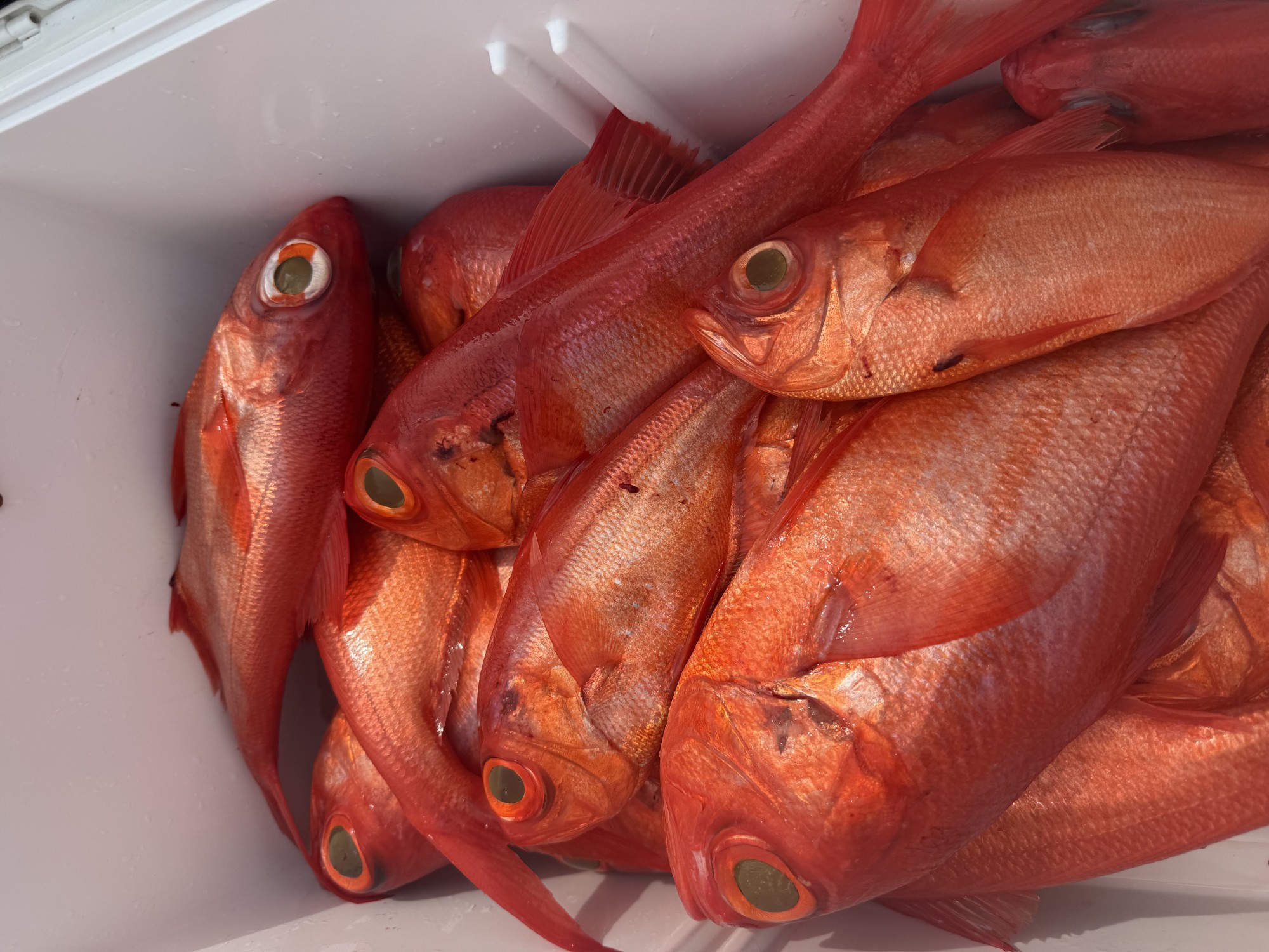 浜名湖沖キンメダイ‼まだまだ釣れています♪ | 釣具のイシグロ | 釣り