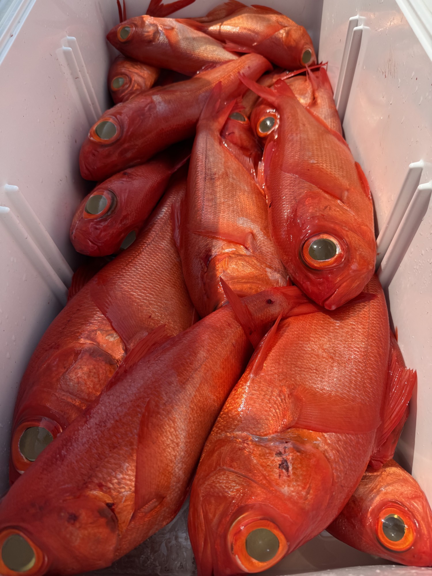 浜名湖沖キンメダイ釣れています‼今年はまだまだ釣れそうです！ | 釣具