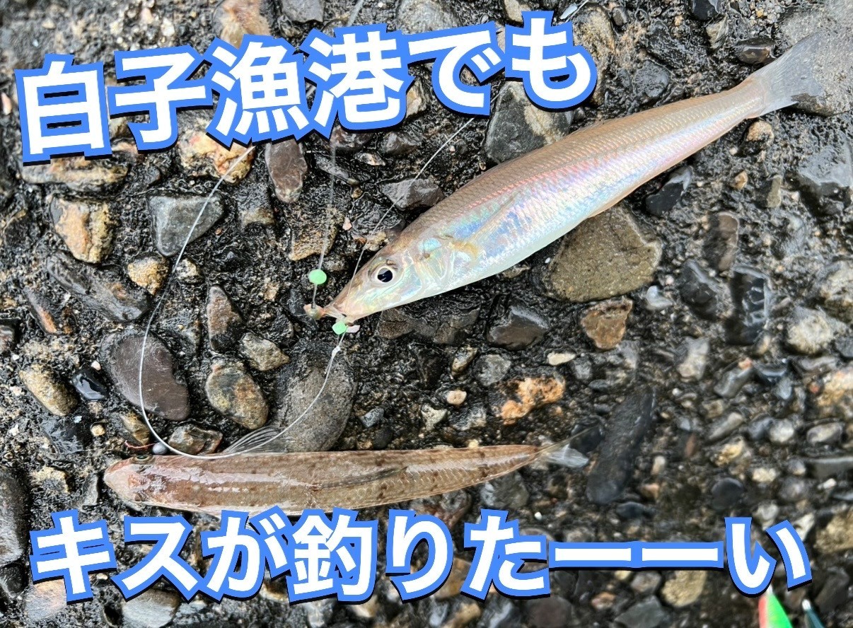 フレスポ鈴鹿☆白子調査隊キスの顔は見えるのか！？ | 釣具のイシグロ