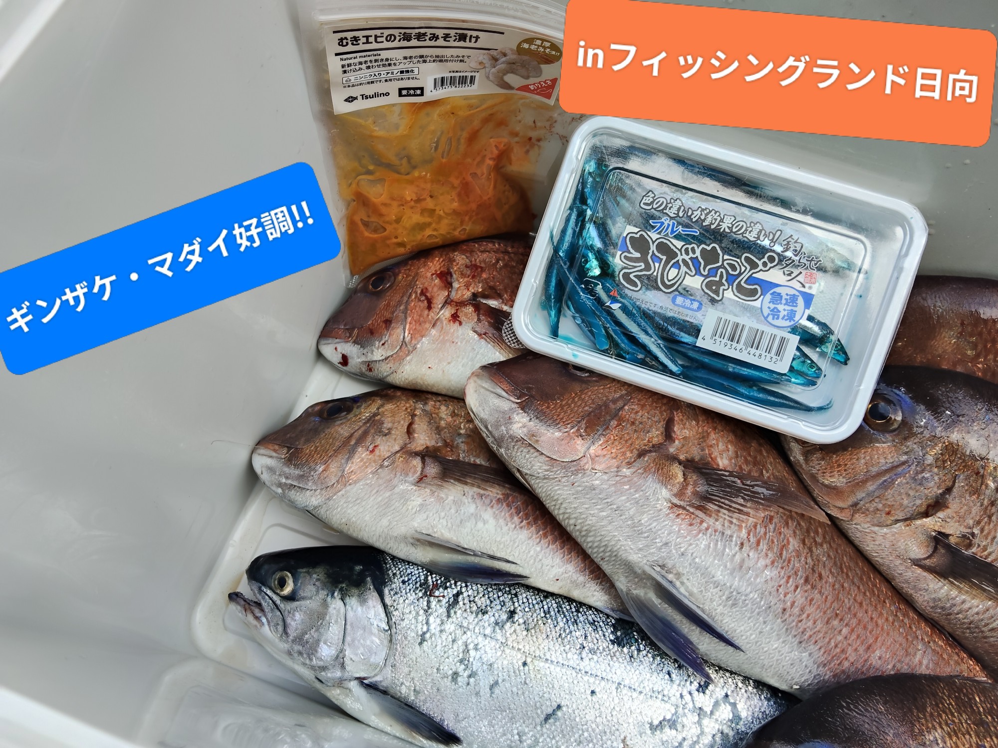 彦根店 海上釣堀 inフィッシングランド日向 | 釣具のイシグロ | 釣り