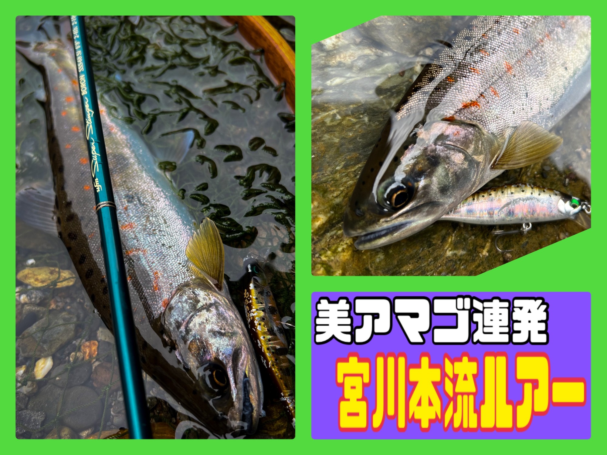 短時間連発】宮川本流アマゴ、ルアーでキャッチ！ | 釣具のイシグロ