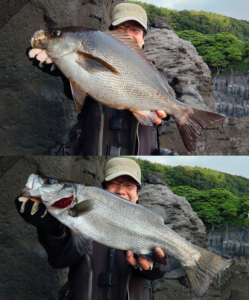 東伊豆エリア地磯ショアジギングで特大イサキ！！ヒラスズキも好調です
