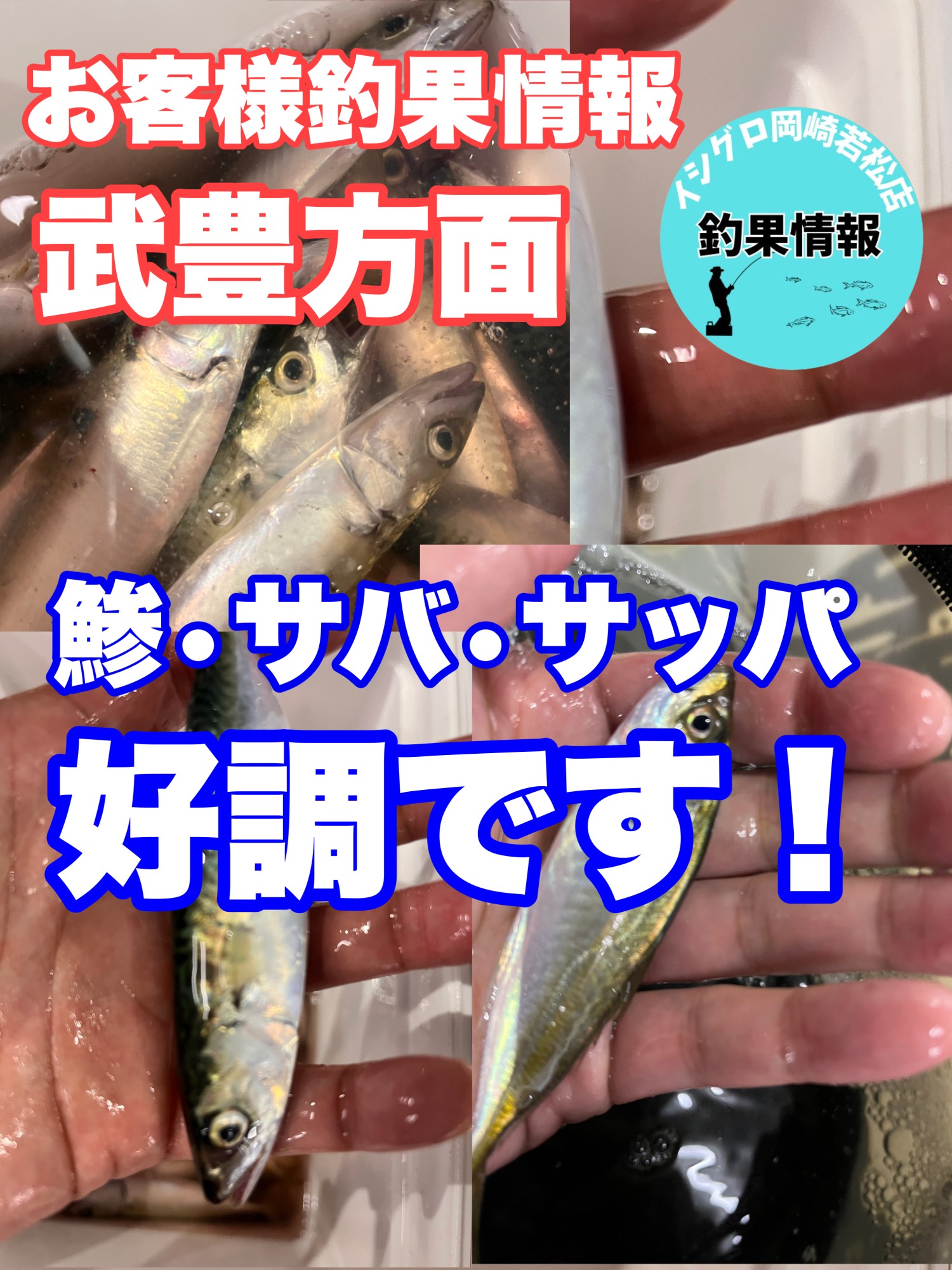 岡崎若松店】武豊方面サビキ好調です！ | 釣具のイシグロ | 釣り情報サイト