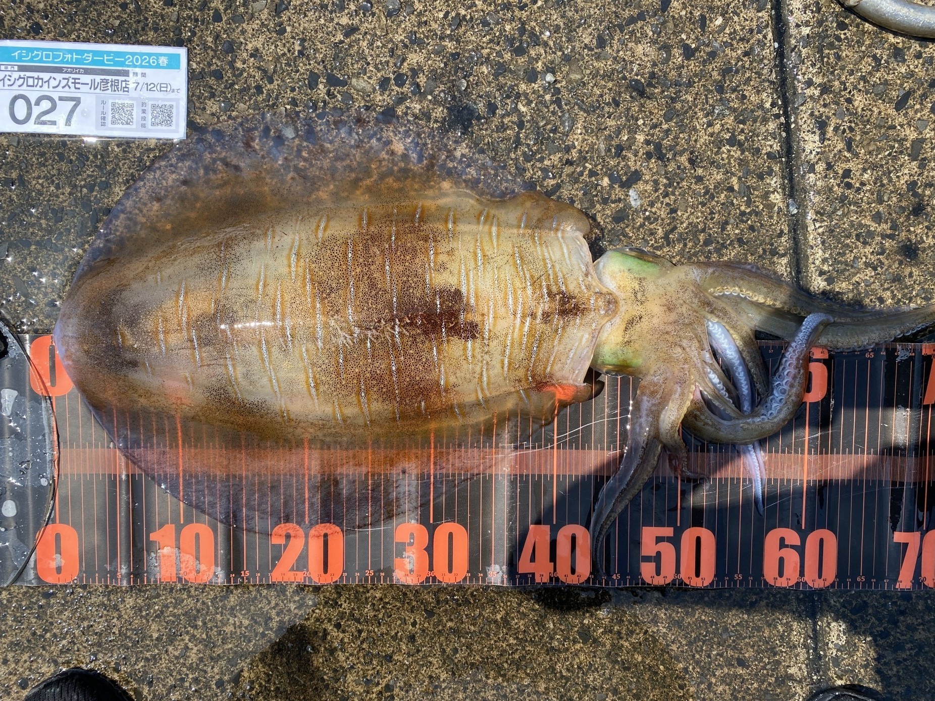 若狭美浜エリア ヤエンで2､7kg | 釣具のイシグロ | 釣り情報サイト