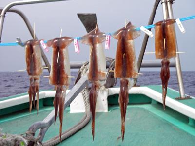 夏本番！シーズン真っ只中のスルメイカを食す その1 沖干し編
