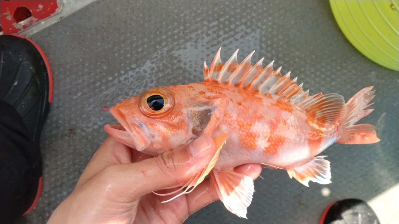 高級魚アカムツ釣りに行ってきました！in松下釣船 | 釣具の