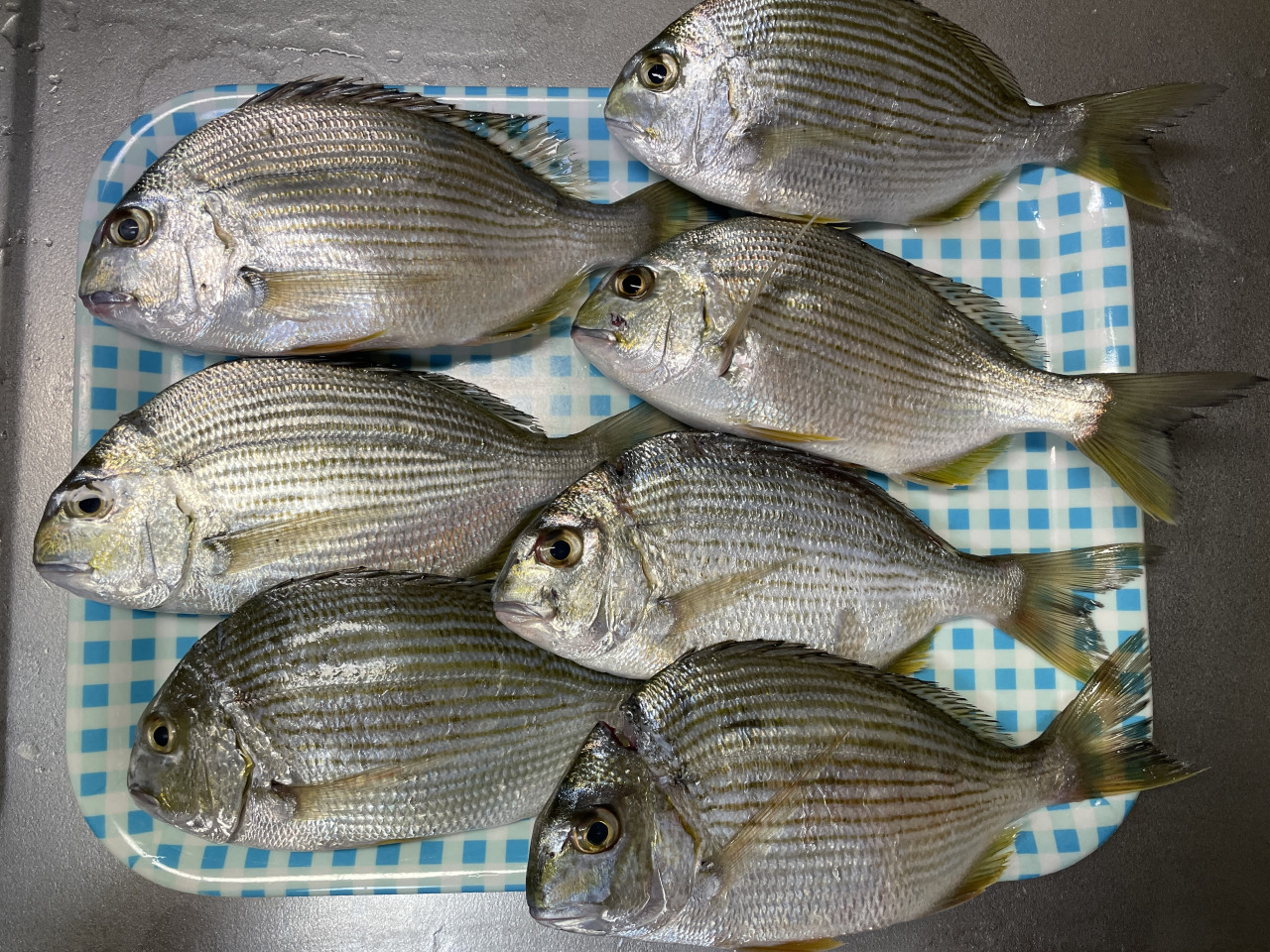 ヘダイが連発！！】筏釣りin三吉丸様 | 釣具のイシグロ | 釣り