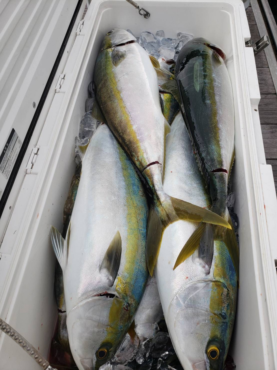 【正規品質保証】 泳がせ釣りでワラサ＆ブリなど青物爆釣!!【お客様釣果情報 その他