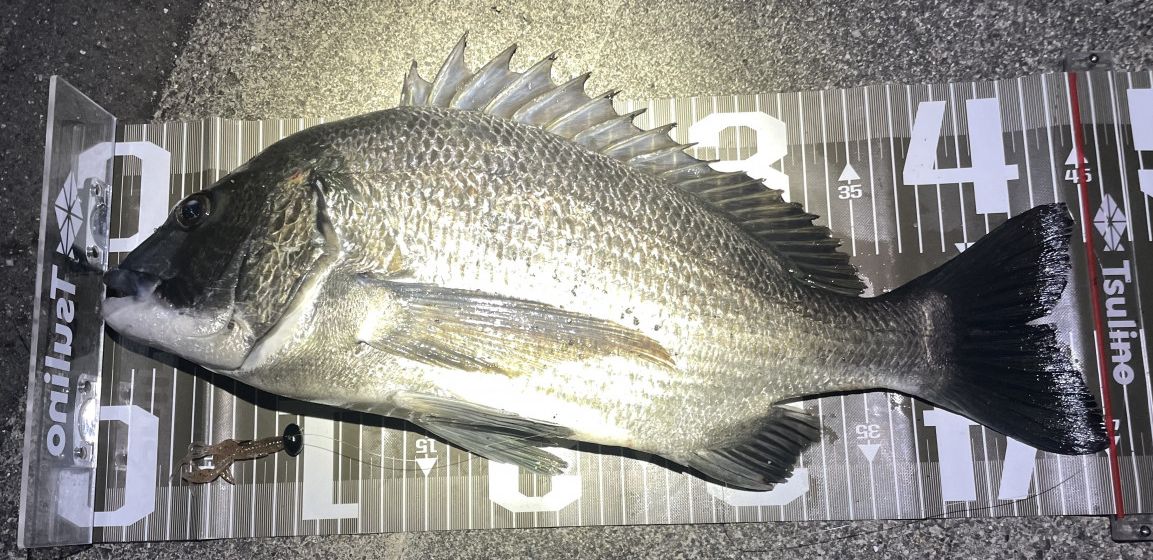 手頃で簡単、大物釣り】今、チヌがよく釣れてます。【フリーリグ