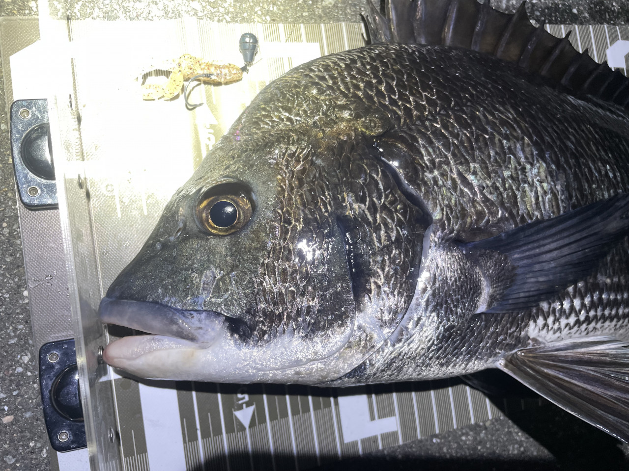手頃で簡単、大物釣り】今、チヌがよく釣れてます。【フリーリグ