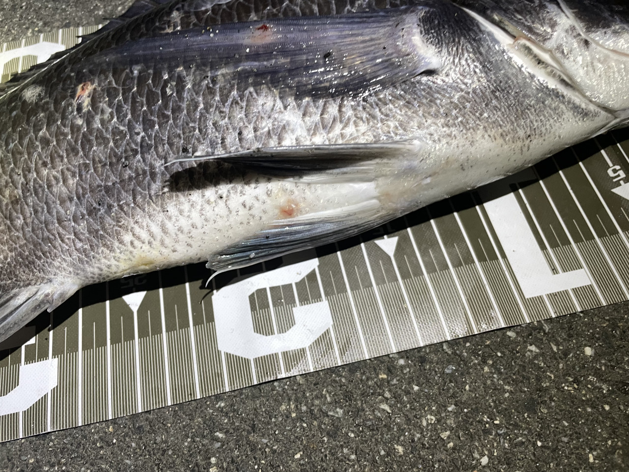 手頃で簡単、大物釣り】今、チヌがよく釣れてます。【フリーリグ