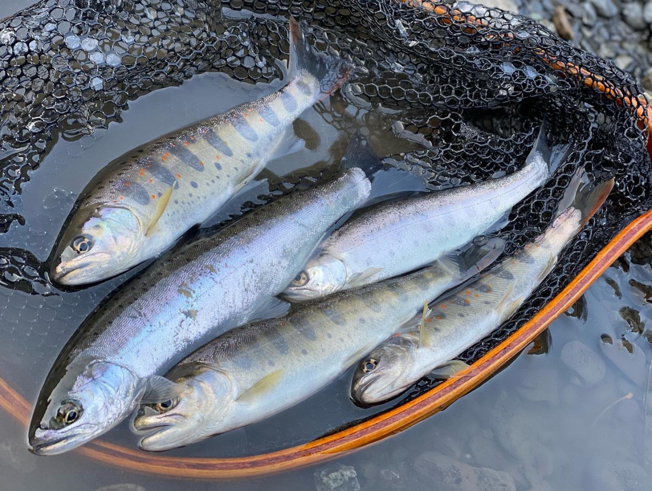 Tsulino限定カラーロッド釣行】2022渓流釣行！尺アマゴも出まし