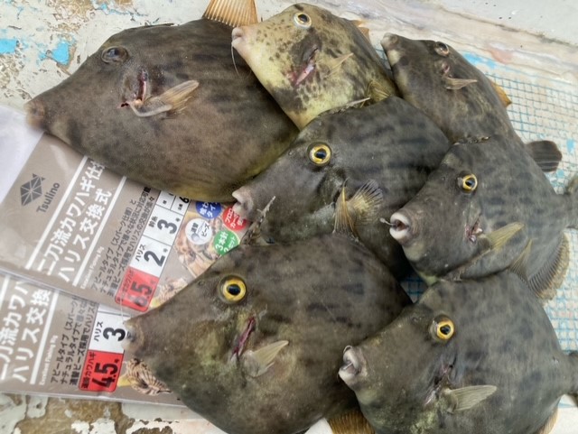 初めてでも釣れる！]カワハギ釣り始めてみませんか？in石川丸[船