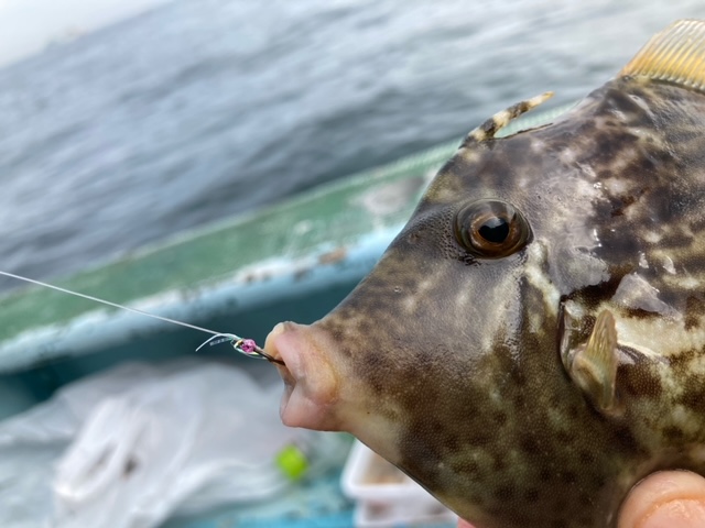 初めてでも釣れる！]カワハギ釣り始めてみませんか？in石川丸[船