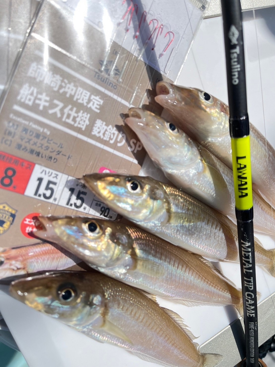 タックルで釣果が変わる！]モロポチャキス開幕戦！Tsulino新製品