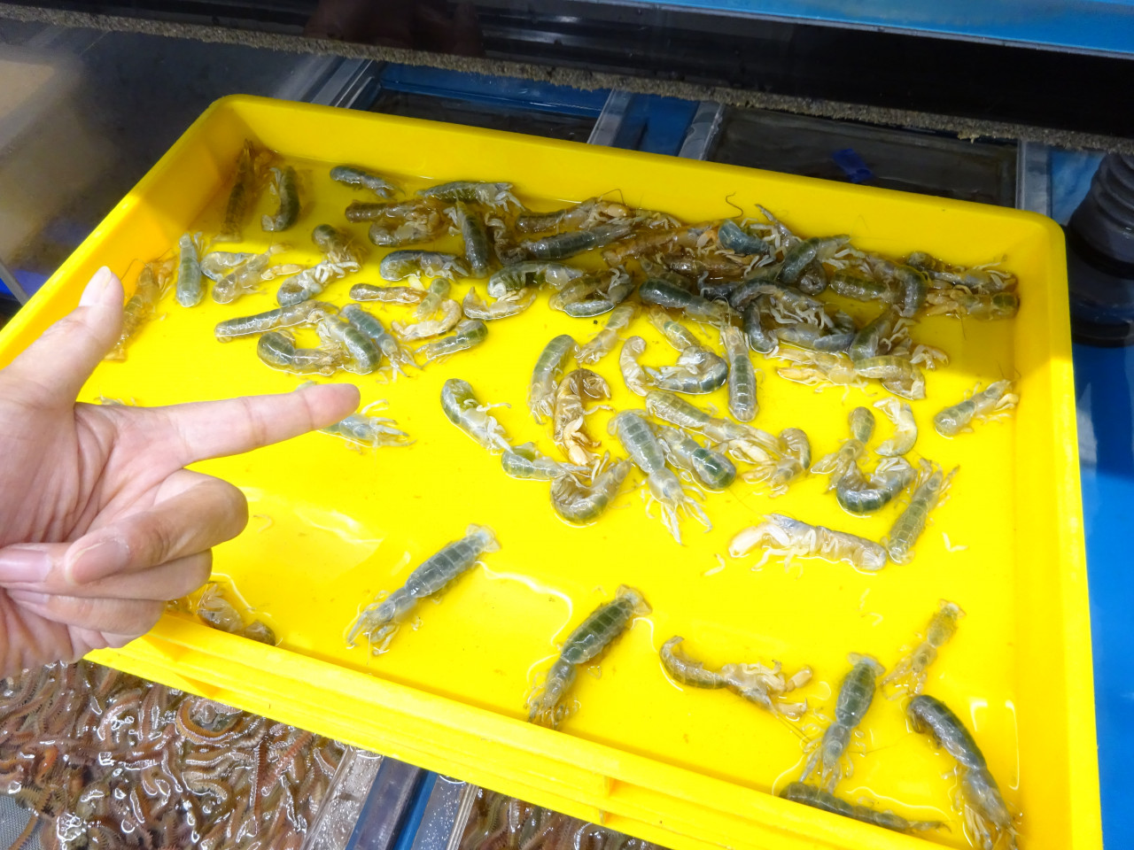活餌入荷情報】カメジャコ入荷しました！【中川かの里店