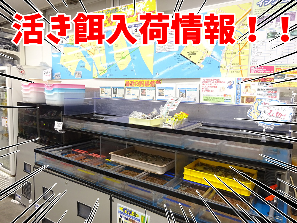 活餌入荷情報】カメジャコ入荷しました！【中川かの里店