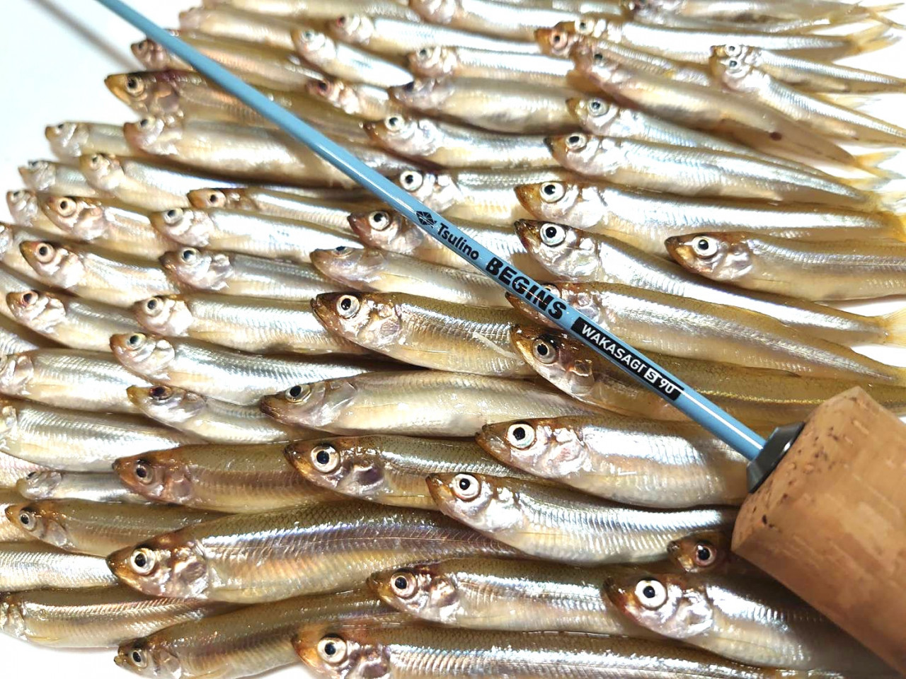 釣りデビュー】旬のワカサギ釣りにおすすめ！ワカサギロッド