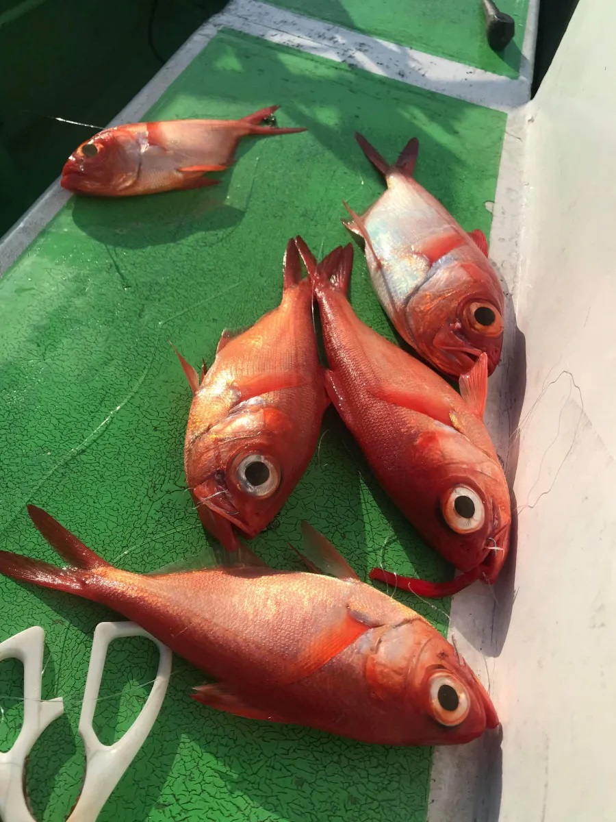 松下釣船 ライトキンメのご紹介♪ | イシグロ鳴海店 | 釣具の