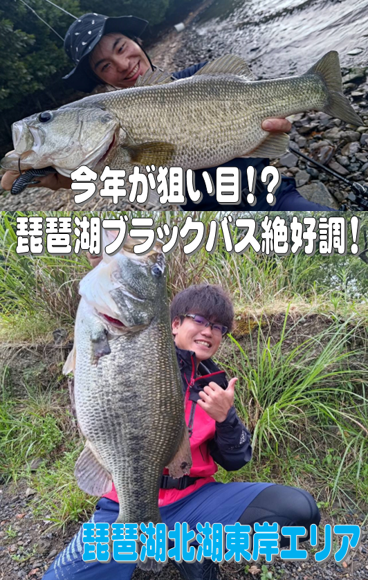 琵琶湖ブラックバスオカッパリ】今年が狙い目!!ブラックバス絶好調