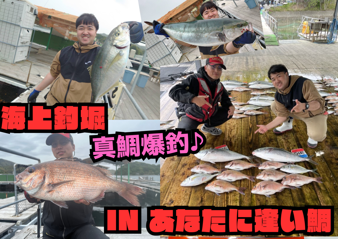 釣り堀　タイ釣り　新品 海上釣堀 IN あなたに逢い鯛】マダイ高活性!! シマアジ・ワラサ
