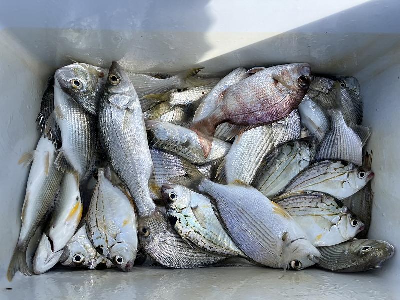 浜名湖 ゴカイを使った餌釣りでヘダイ | 釣具のイシグロ | 釣り情報サイト