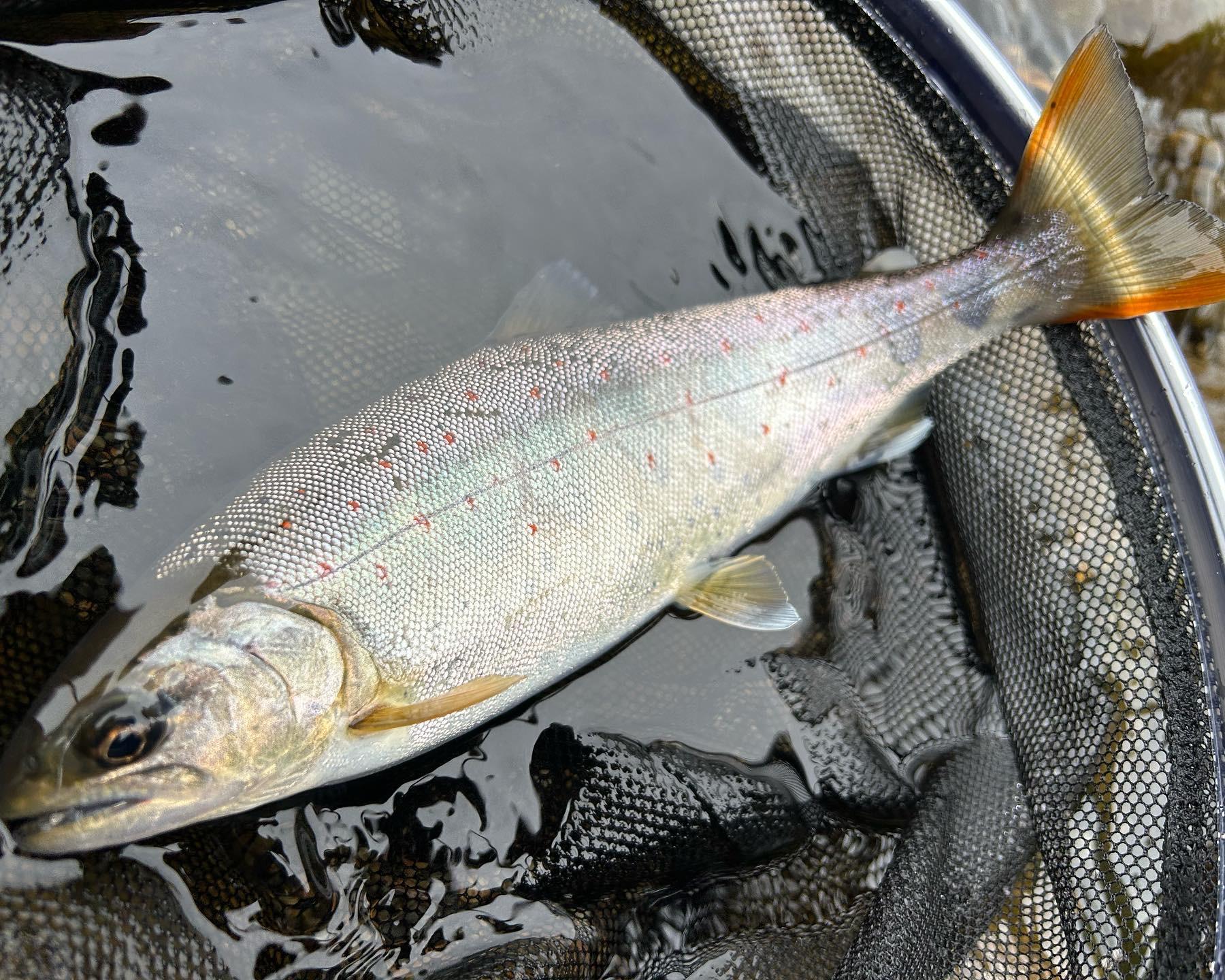 トラウトブローチ　本流アマゴ 長良川本流アマゴ！二刀流編！ | フィッシング遊