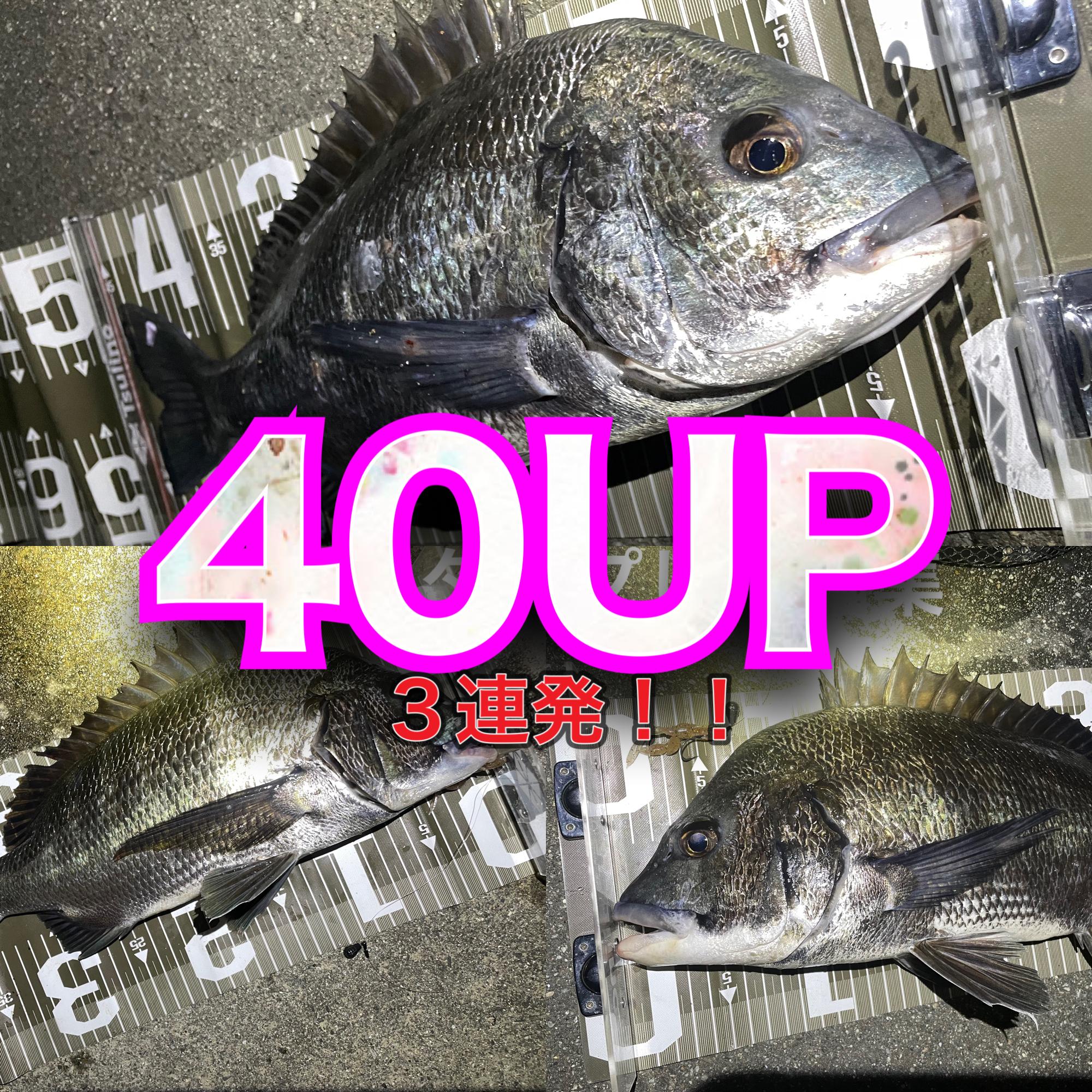 手頃で簡単、大物釣り】今、チヌがよく釣れてます。【フリーリグ