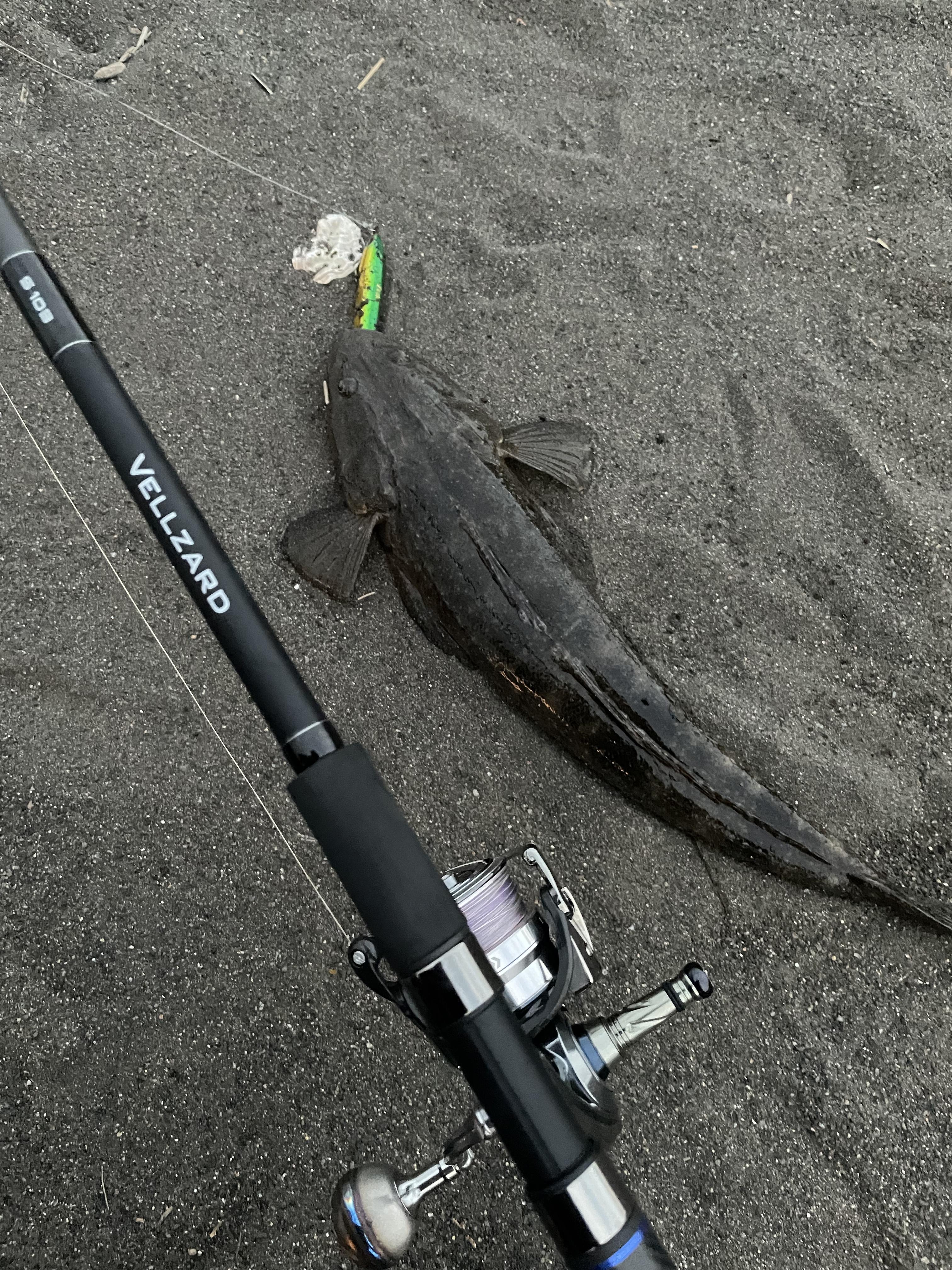 沼津サーフで良型マゴチ | 釣具のイシグロ | 釣り情報サイト