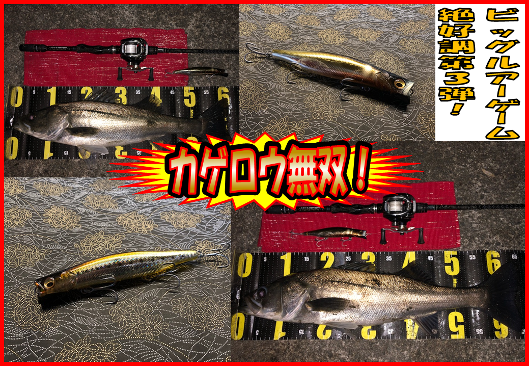 イシグロ鳴海店 名港シーバス最新釣果情報！ | 釣具のイシグロ