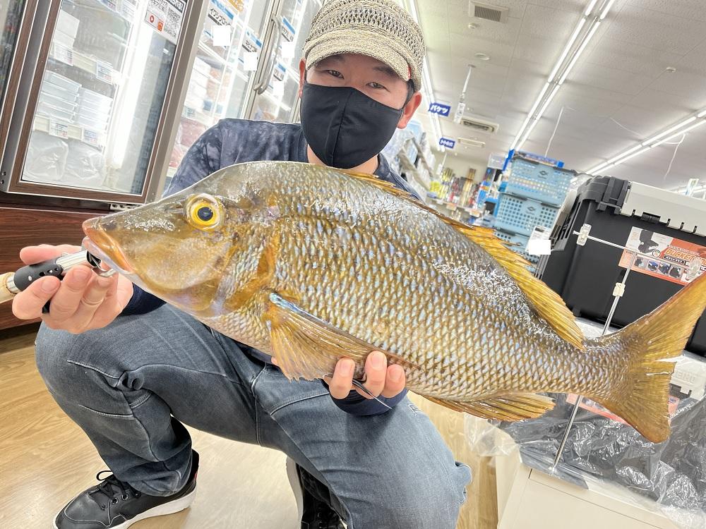 伊豆大島遠征でタマン釣れました！ | 釣具のイシグロ | 釣り情報サイト