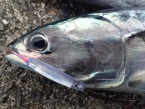 弓角で釣ったマルソウダ