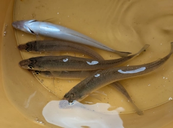 短時間の釣行でしたがキスが釣れましたよ。