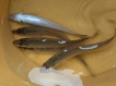 短時間の釣行でしたがキスが釣れましたよ。
