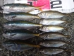 タカベ、アジ、アオアジ