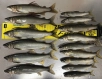 狩野川鮎釣り釣果