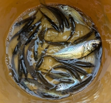 コマセが効いてきたところでアジが入れ食いに！1匹だけ15㎝のアジが釣れてきました。