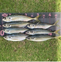 サーフで釣れるアジは平均サイズがでかいです。