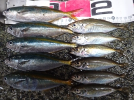 タカベ、アジ、アオアジ