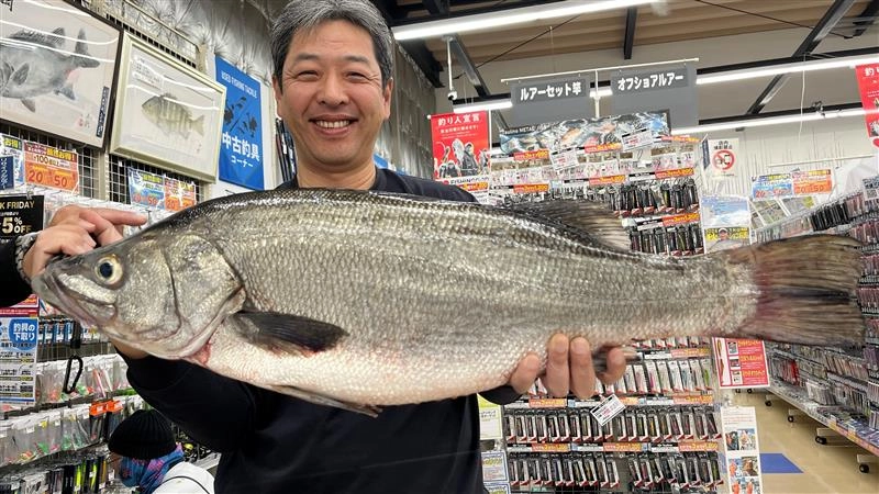 東伊豆地磯にて超ランカーヒラスズキキャッチ！！ | 釣具のイシグロ