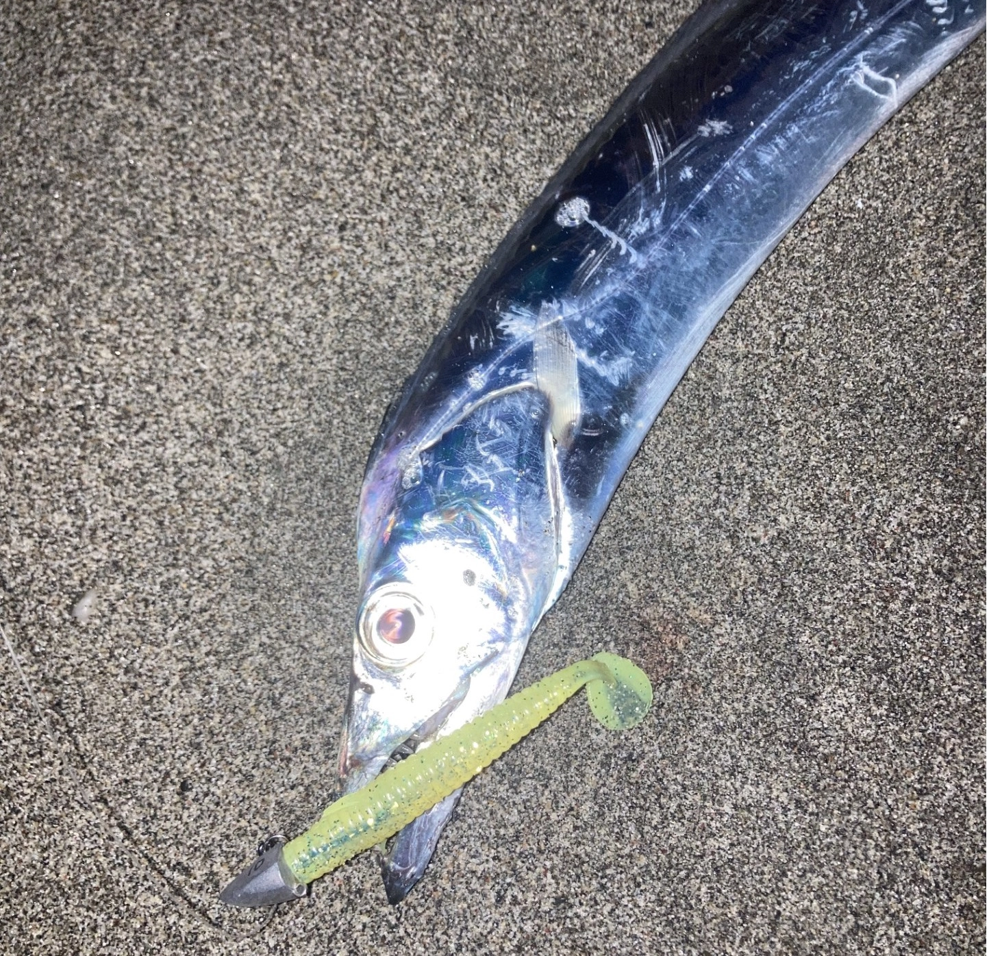 釣り竿　タチウオなどのルアー用に IMG_3725-1024x768.jpg