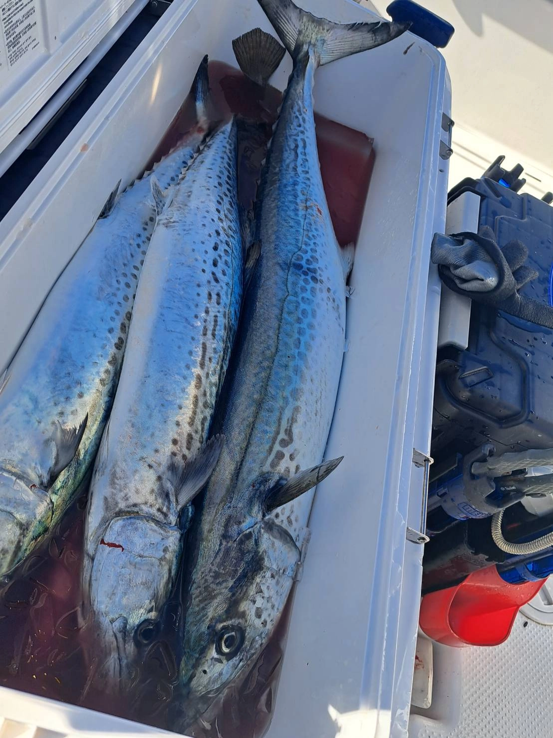 2025年駿河湾サワラキャスティング開幕か？！ | 釣具のイシグロ | 釣り