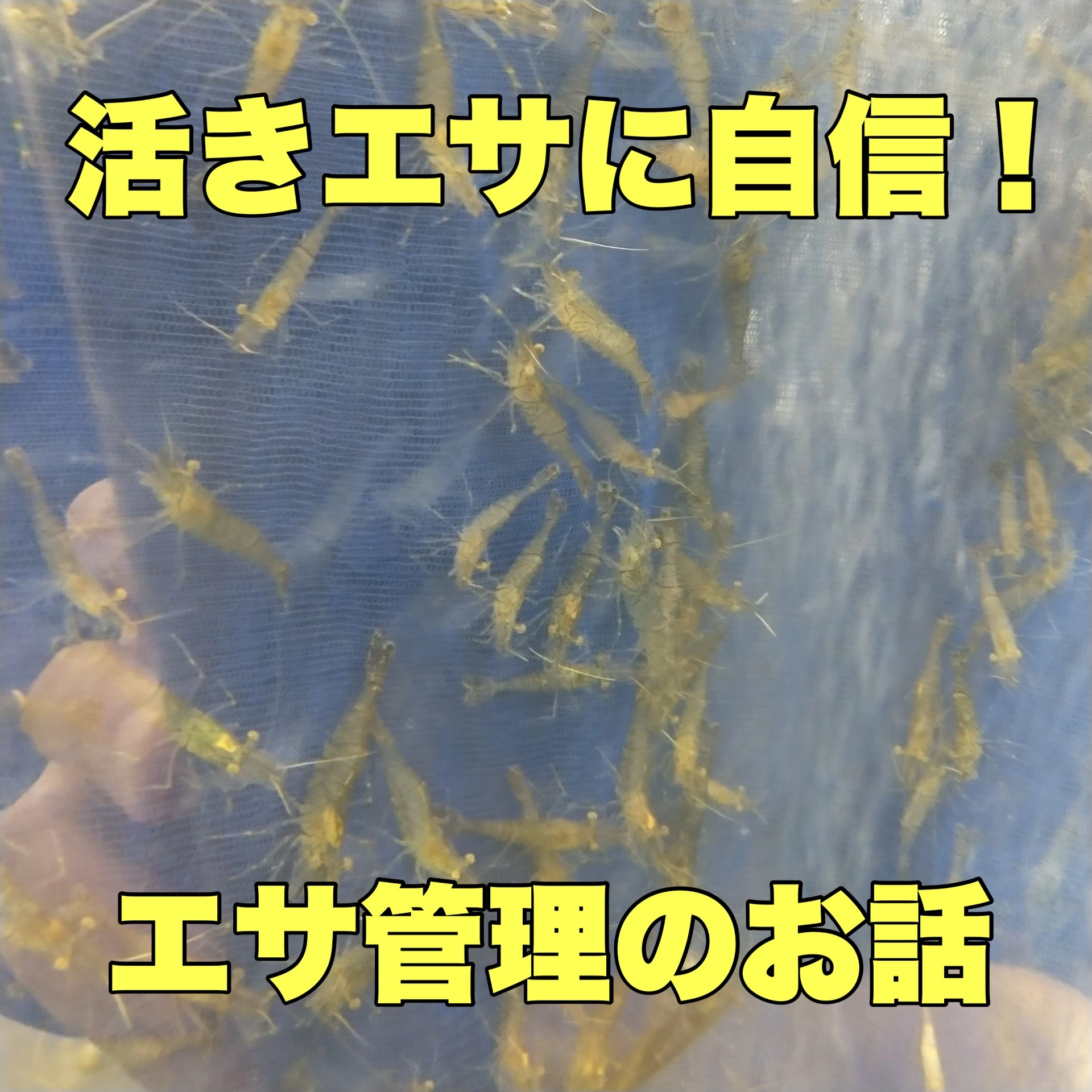 岡崎若松店】高品質の活き餌販売中！安心してお買い求めください