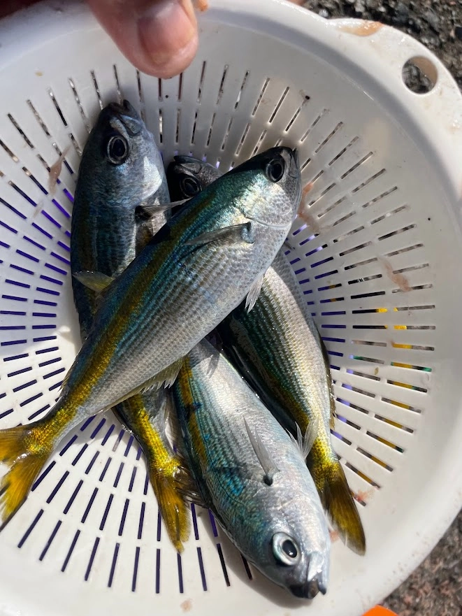 釣果