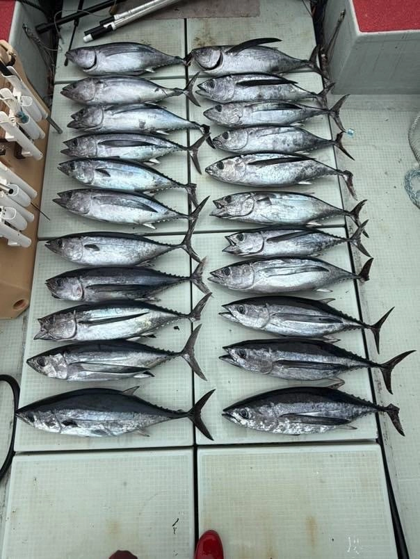 船中２０匹越えの釣果！今がチャンス