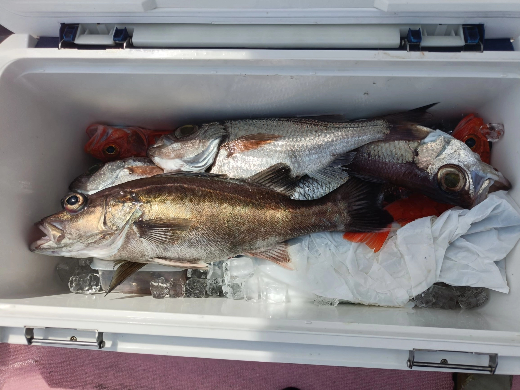 常連様の釣果です