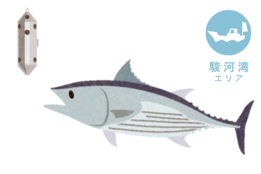 駿河湾 カツオのコマセ釣り